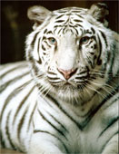 White Tiger